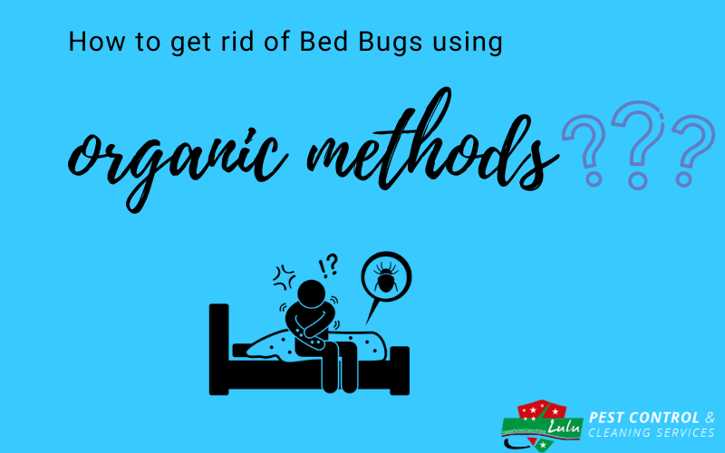 Bed bug control dubai