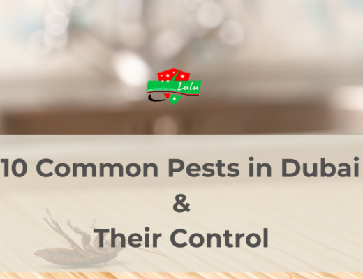 Pest Control Dubai