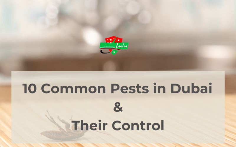 Pest Control Dubai