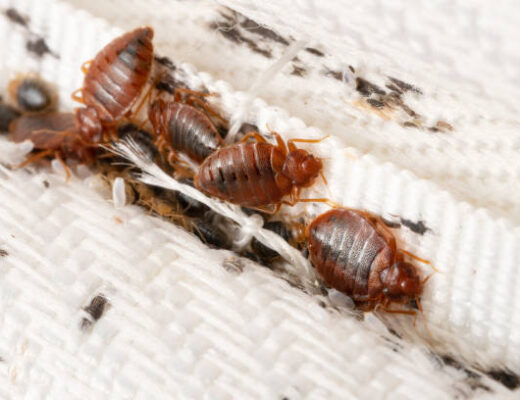 Common Diseases Spread By Bed Bugs & How To Control Them