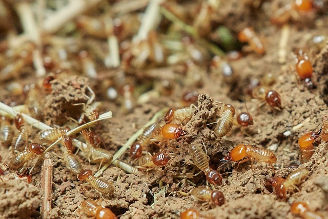 Common Diseases Spread by Termites and How to Control Them