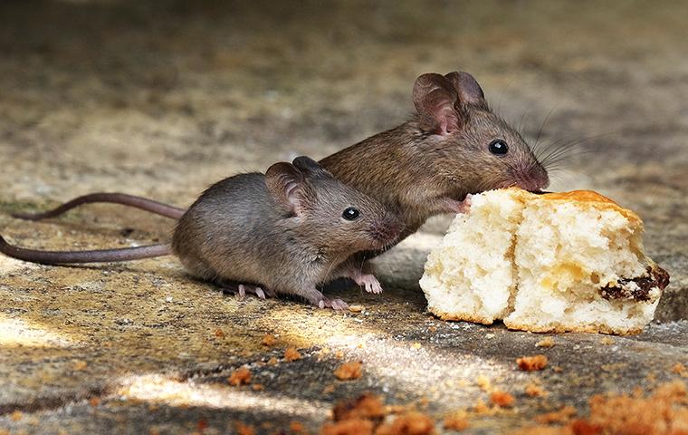 Rodent-Borne Diseases: Historical Pandemics and Contemporary Threats