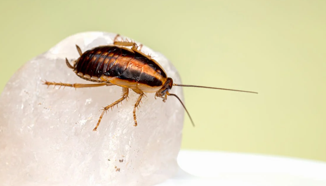 Cockroach on ice