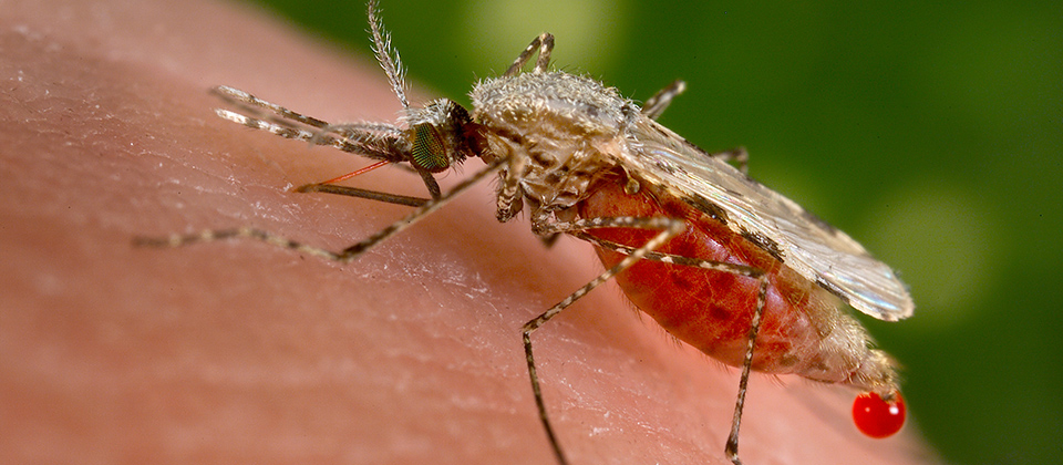 The Science of Mosquito Attraction: Why They Bite and How to Repel Them