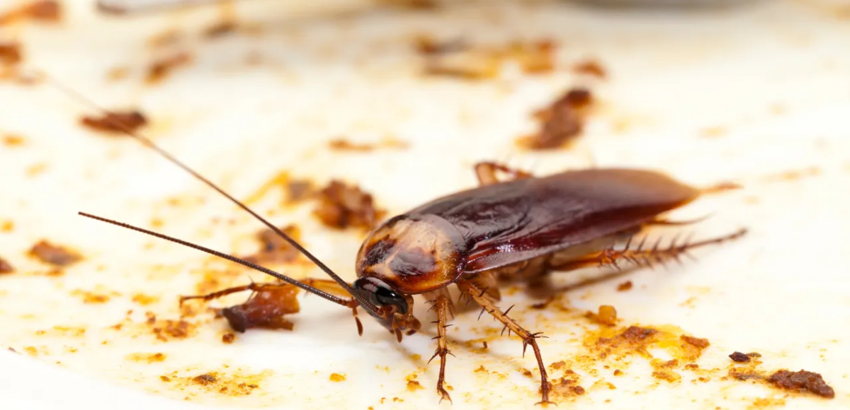 Roach Poop and Health Hazards: Why Ignoring It is a Bad Idea