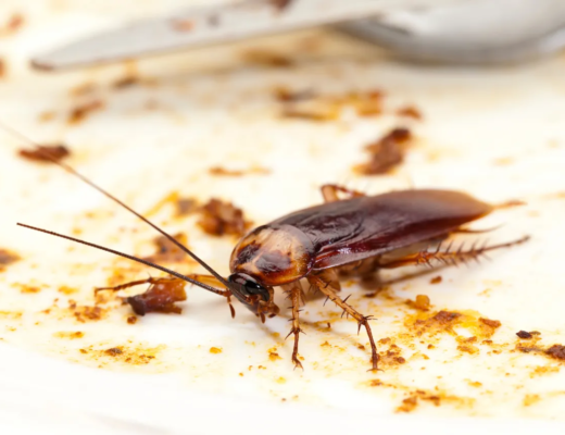 Roach Poop and Health Hazards: Why Ignoring It is a Bad Idea