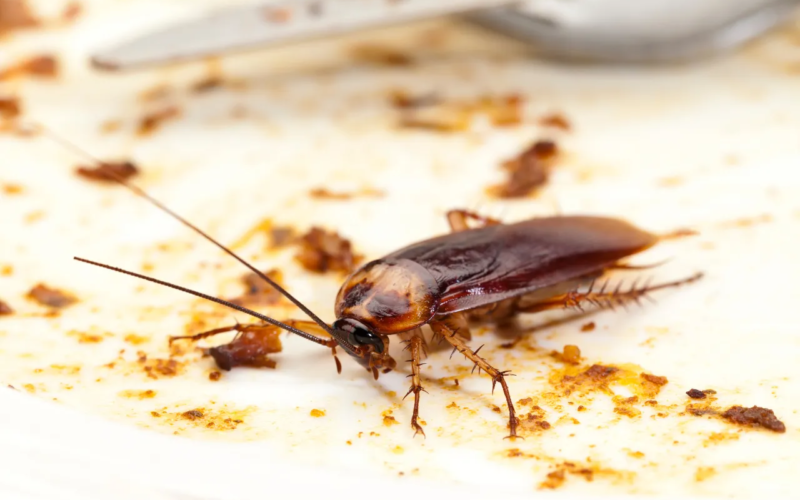 Roach Poop and Health Hazards: Why Ignoring It is a Bad Idea