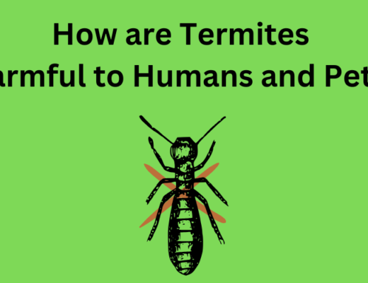 How are Termites Harmful to Humans and Pets?