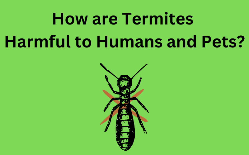 How are Termites Harmful to Humans and Pets?