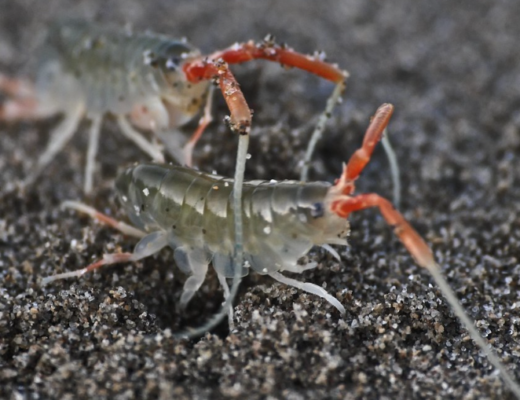 What Are Sand Fleas and How to Get Rid of Them