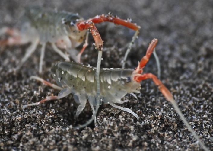 What Are Sand Fleas and How to Get Rid of Them