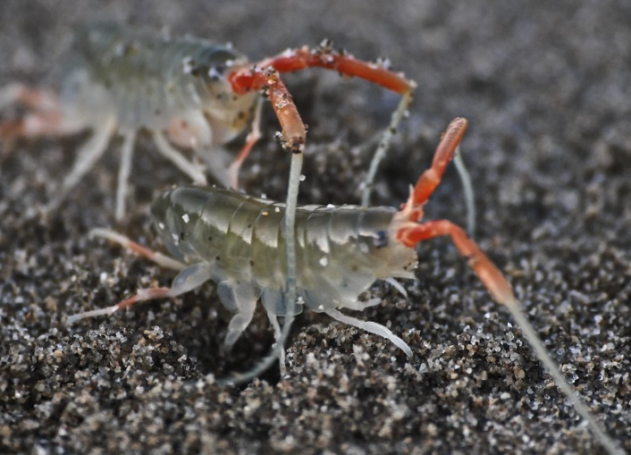 What Are Sand Fleas and How to Get Rid of Them