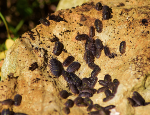 wood termites