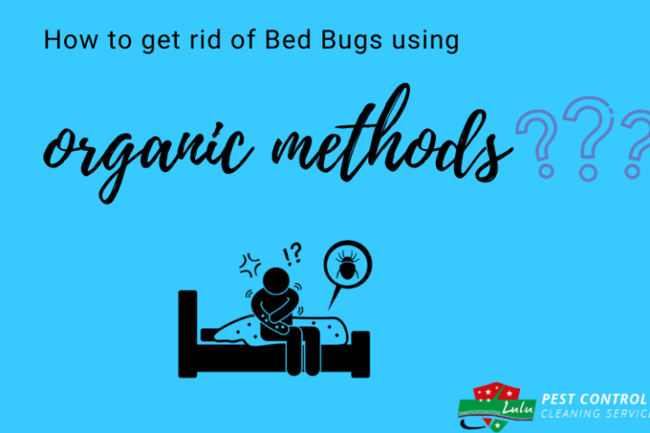 Bed Bugs Are Everyone Nightmare? How To Get Rid Of Them.