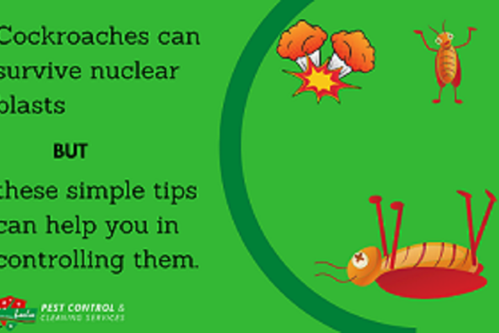 Cockroaches can survive nuclear blasts but simple tips can help in controlling them.