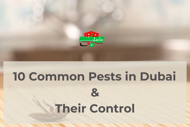 Top 10 common Pests in Dubai & how to control them?