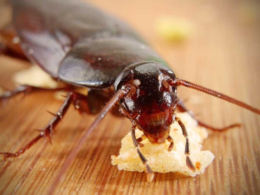 cockroaches pest control