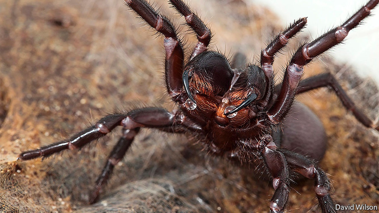 spiders pest control