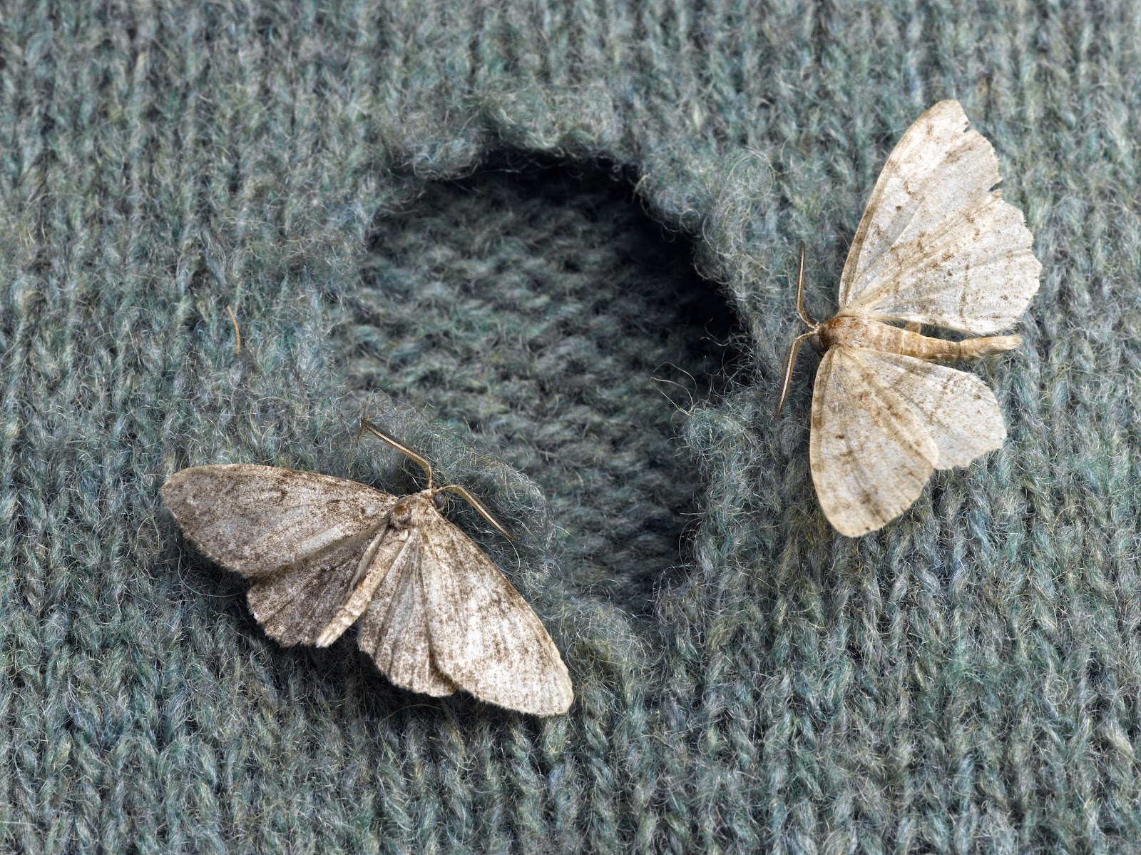 moth pest control
