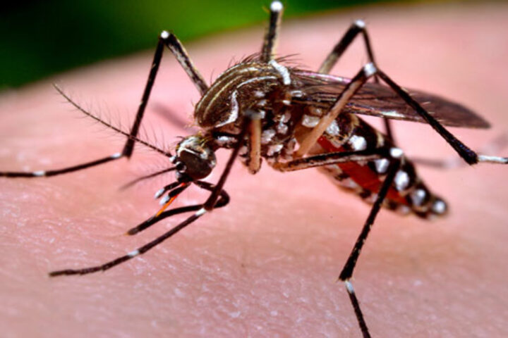 Common Diseases Spread by Mosquitoes in Dubai & How to control them