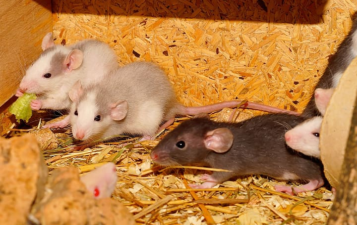 Common Diseases Spread by Rodents and How to Control Them?