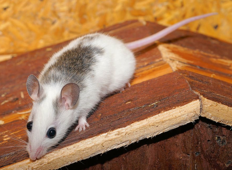 Common Disease that Rodents Spread