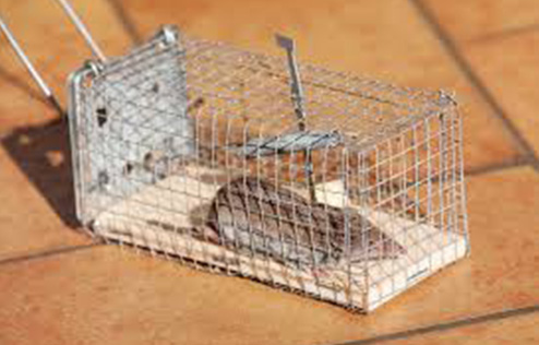 Use Rodent Traps