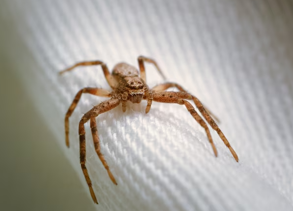 Tips for Preventing Spiders