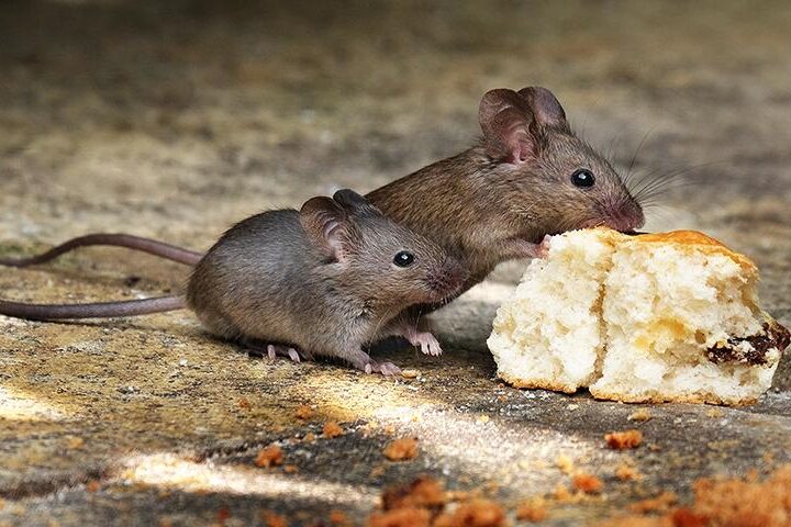 Rodent-Borne Diseases: Historical Pandemics and Contemporary Threats