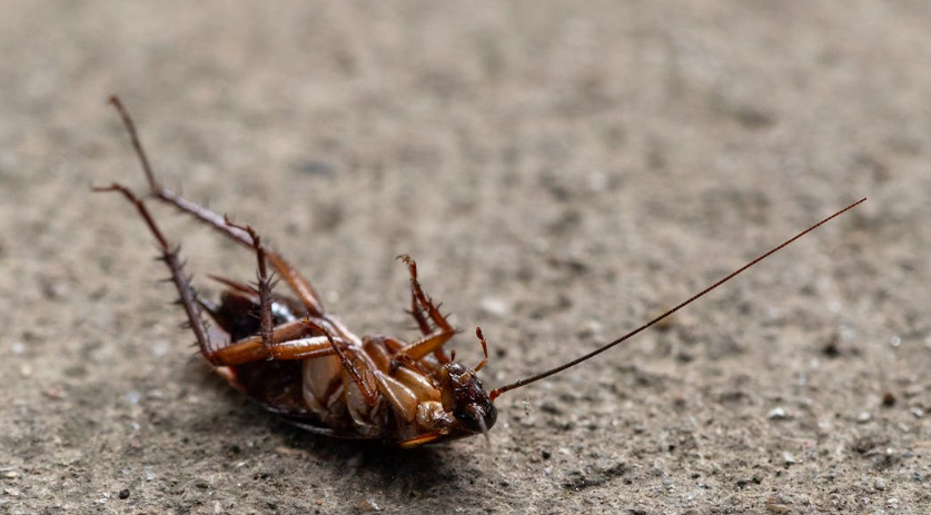 Cockroach after eating pestiside