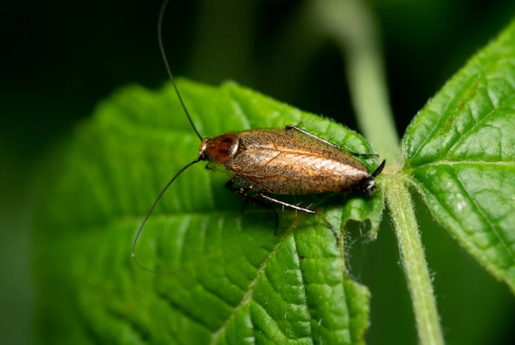 Cockroach on a leaf