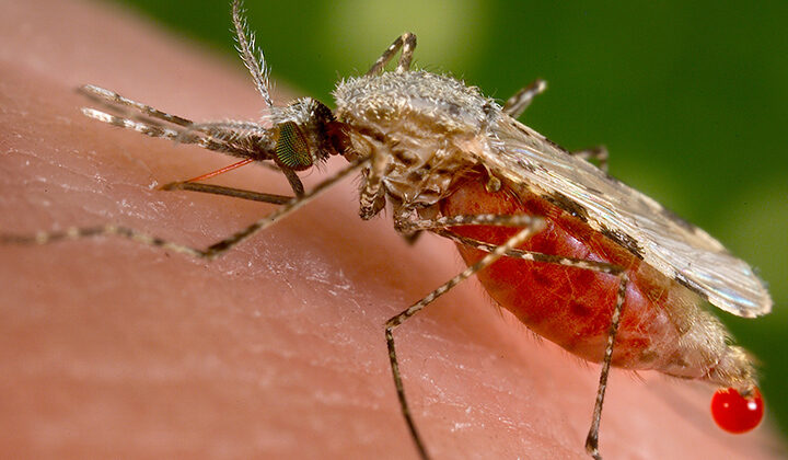 The Science of Mosquito Attraction: Why They Bite and How to Repel Them