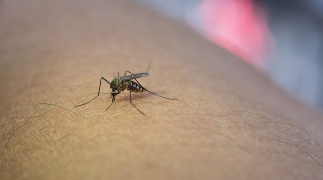 Mosquito Bite and How to Repel Them