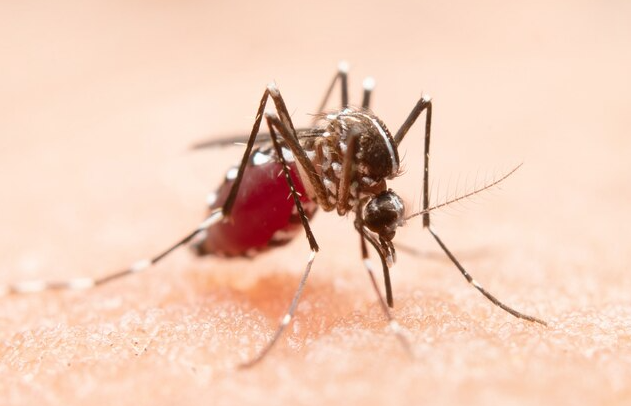 Mosquitoes' Sense of Smell