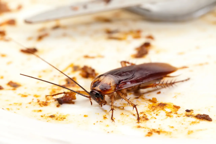 Roach Poop and Health Hazards: Why Ignoring It is a Bad Idea