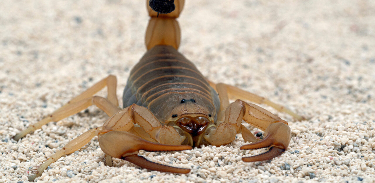 Dangerous Insects & Animals Found in UAE
