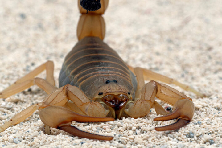 Dangerous Insects & Animals Found in UAE