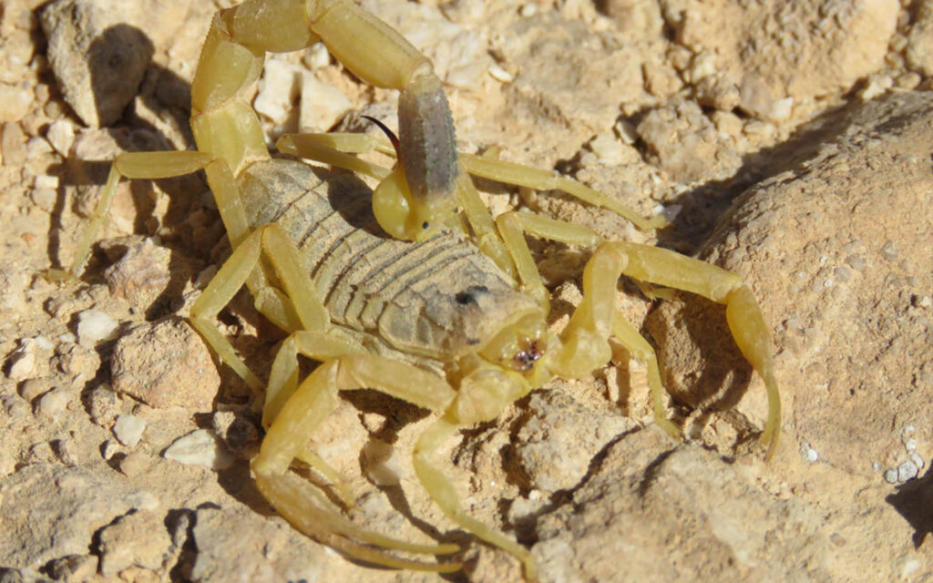 Fat-Tailed Scorpion