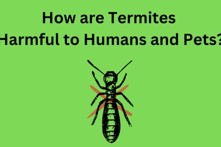 How are Termites Harmful to Humans and Pets?
