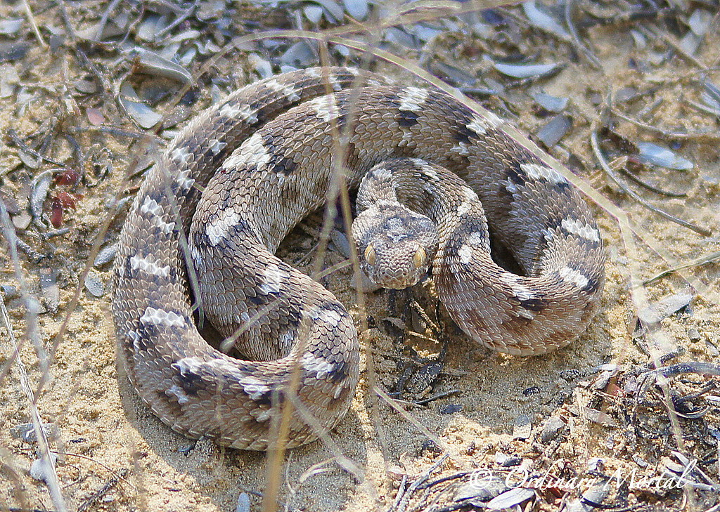 Saw-Scaled Viper