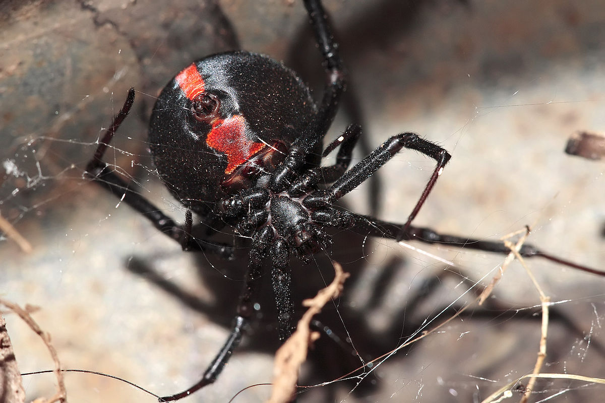 Redback Spider