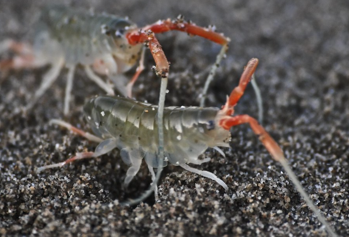 What Are Sand Fleas and How to Get Rid of Them?