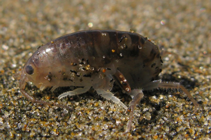 The Best Beach Hacks to Keep Sand Fleas Away