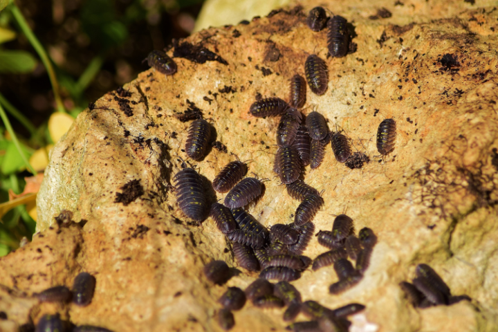 What are termites? Treatment and Control Measures.