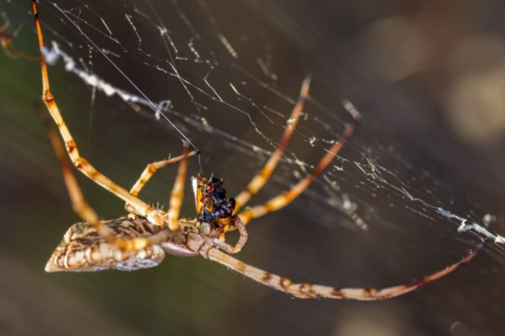 Top 10 Spiders in Dubai, UAE